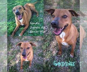 Mutt Dogs for adoption in Ponca City, OK, USA