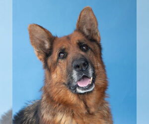 German Shepherd Dog Dogs for adoption in Pasadena, CA, USA