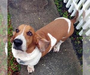 Basset Hound Dogs for adoption in Cologne, NJ, USA