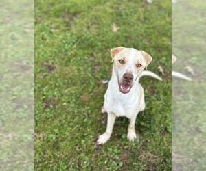 American Pit Bull Terrier-Jack Russell Terrier Mix Dogs for adoption in Shreveport, LA, USA