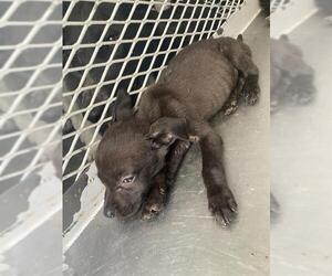 American Pit Bull Terrier Dogs for adoption in Bakersfield, CA, USA