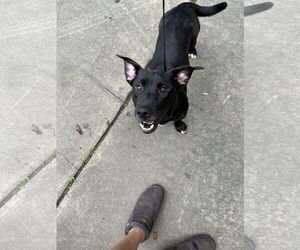Basschshund Dogs for adoption in Ball Ground, GA, USA