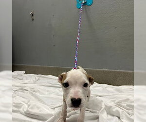 Mutt Dogs for adoption in Las Vegas, NV, USA