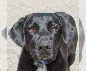 German Shepherd Dog-Unknown Mix Dogs for adoption in Huntley, IL, USA