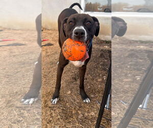 Boxer-Unknown Mix Dogs for adoption in Dumont, NJ, USA