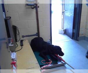 Labrador Retriever-Unknown Mix Dogs for adoption in Tulsa, OK, USA