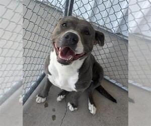 Mutt Dogs for adoption in Bakersfield, CA, USA