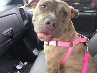 Staffordshire Bull Terrier Dogs for adoption in New Orleans, LA, USA