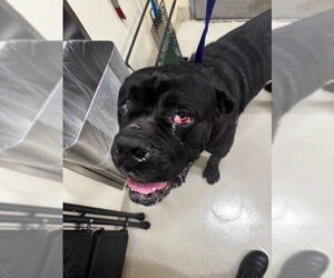 Mastiff Dogs for adoption in Fremont, CA, USA