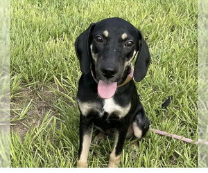 Mutt Dogs for adoption in Fort Pierce, FL, USA