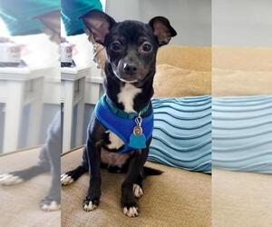 Rat-Cha Dogs for adoption in Arlington, VA, USA