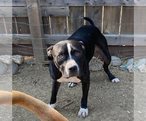 American Staffordshire Terrier-Unknown Mix Dogs for adoption in Corning, CA, USA
