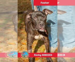 American Pit Bull Terrier-Unknown Mix Dogs for adoption in Mobile, AL, USA
