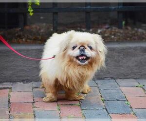 Puginese Dogs for adoption in Boston, MA, USA