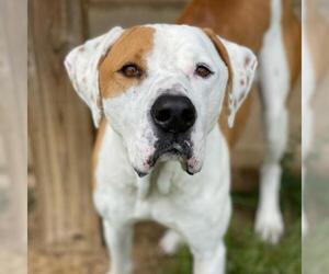 Great Dane Dogs for adoption in Bentonville, AR, USA