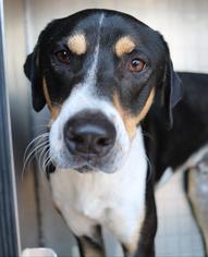 Greater Swiss Mountain Dog Dogs for adoption in San Antonio, TX, USA