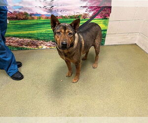 German Shepherd Dog-Unknown Mix Dogs for adoption in Moreno Valley, CA, USA