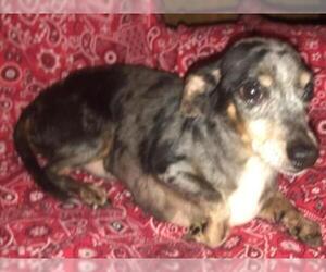 Dachshund-Unknown Mix Dogs for adoption in Waldron, AR, USA