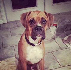 Boxer Dogs for adoption in Elkton, FL, USA