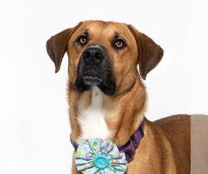 Redbone Coonhound-Rhodesian Ridgeback Mix Dogs for adoption in Santa Maria, CA, USA