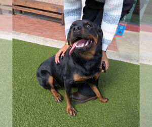 Rottweiler Dogs for adoption in Derwood, MD, USA