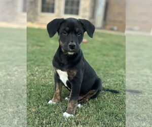 Boxador Dogs for adoption in Boston, MA, USA