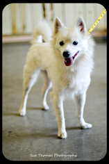 American Eskimo Dog Dogs for adoption in Minneapolis, MN, USA