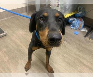 Doberman Pinscher-Unknown Mix Dogs for adoption in Pasadena, CA, USA