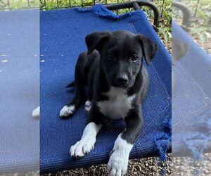 Border Collie-Unknown Mix Dogs for adoption in Bolivar, MO, USA