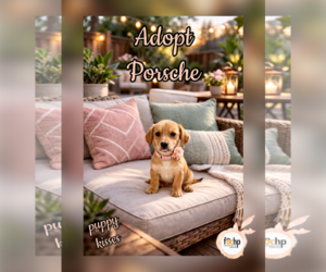 Dachshund Dogs for adoption in Menifee, CA, USA