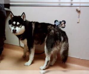 Siberian Husky-Unknown Mix Dogs for adoption in Martinez, CA, USA