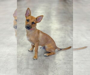 Mutt Dogs for adoption in PIPE CREEK, TX, USA