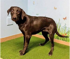 Labrador Retriever-Unknown Mix Dogs for adoption in San Diego, CA, USA