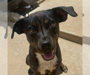 Mountain Cur-Rat Terrier Mix Dogs for adoption in Canton, CT, USA
