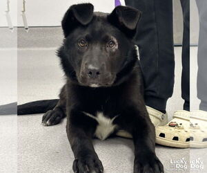 Labrador Retriever-Unknown Mix Dogs for adoption in Washington, DC, USA