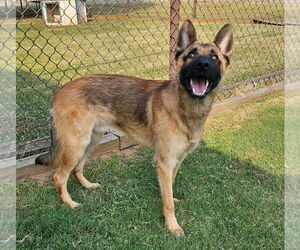Mutt Dogs for adoption in Grovetown, GA, USA