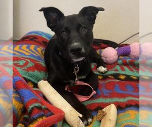 Border Collie Dogs for adoption in Rohnert Park, CA, USA