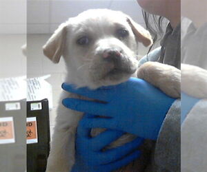 Labrador Retriever-Unknown Mix Dogs for adoption in Fayetteville, NC, USA