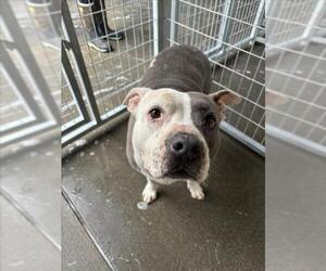 Mutt Dogs for adoption in Woodland, CA, USA