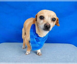 Chihuahua Dogs for adoption in Pasadena, CA, USA