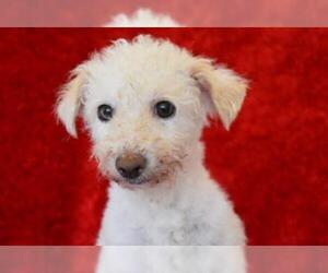 Poodle (Miniature) Dogs for adoption in Eureka, CA, USA