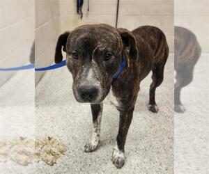 American Pit Bull Terrier-Unknown Mix Dogs for adoption in Conroe, TX, USA