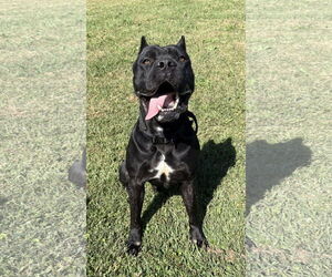 Mutt Dogs for adoption in Virginia Beach, VA, USA