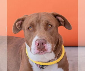 American Pit Bull Terrier Dogs for adoption in Pasadena, CA, USA