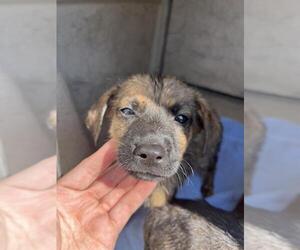 American Pit Bull Terrier-Unknown Mix Dogs for adoption in Oklahoma City, OK, USA