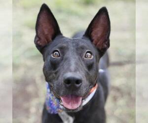 Bull Terrier-Unknown Mix Dogs for adoption in San Antonio, TX, USA