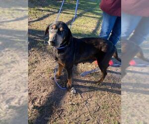 Black and Tan Coonhound-Labrador Retriever-Unknown Mix Dogs for adoption in Alexandria, VA, USA
