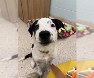American Pit Bull Terrier-Unknown Mix Dogs for adoption in Brighton, CO, USA