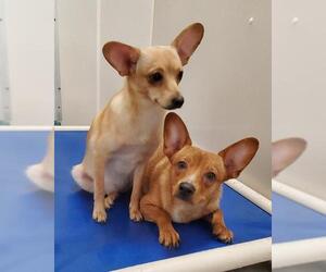 Chiweenie Dogs for adoption in Parker Ford, PA, USA