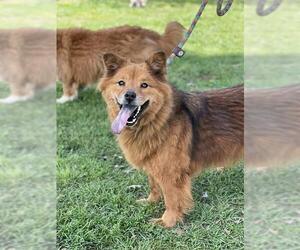 Chow Chow-Unknown Mix Dogs for adoption in Conroe, TX, USA